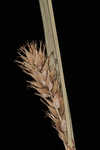 Wheat sedge
